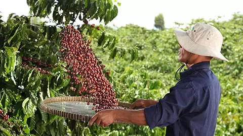 NESCAFÉ