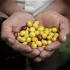 Nescafé Coffee Beans